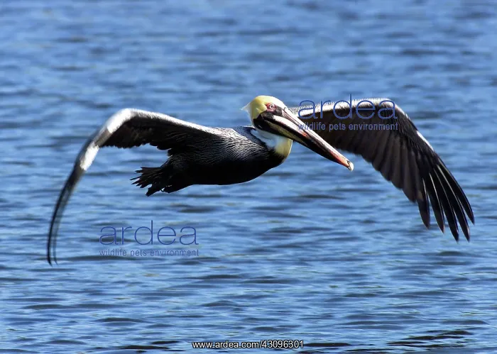 : Brown Pelican : Brown Pelican