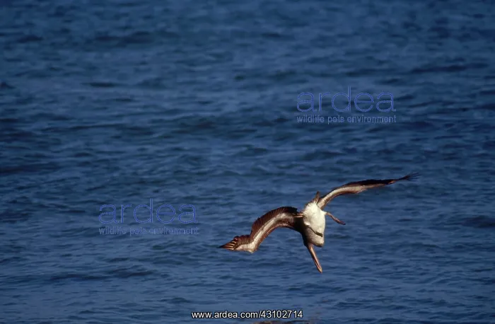  : Brown Pelican