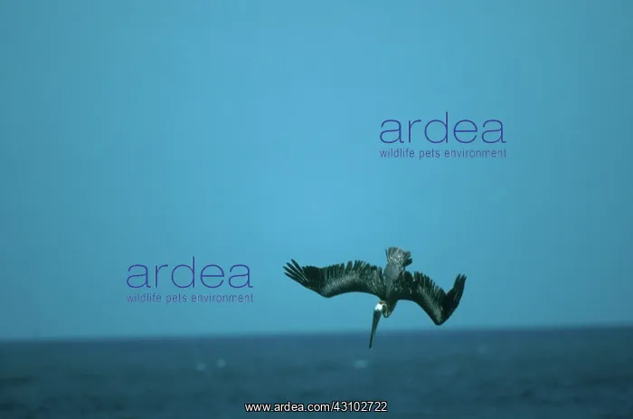 : Brown Pelican : Brown Pelican