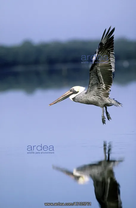 : Brown Pelican : Brown Pelican
