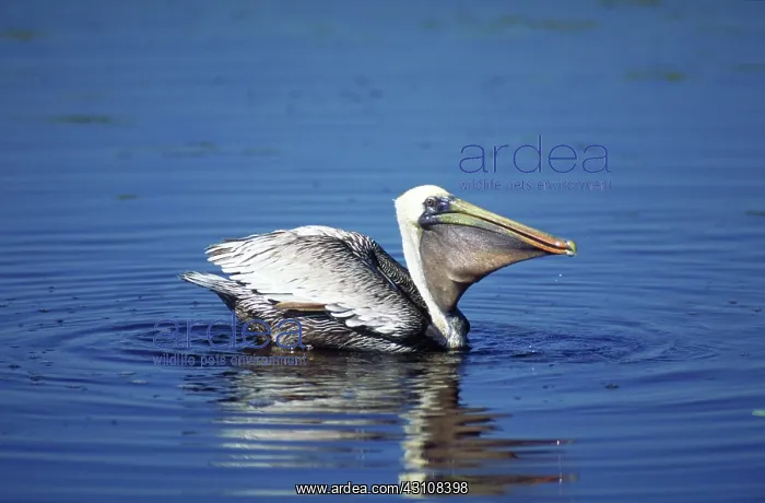 : Brown pelican : Brown pelican