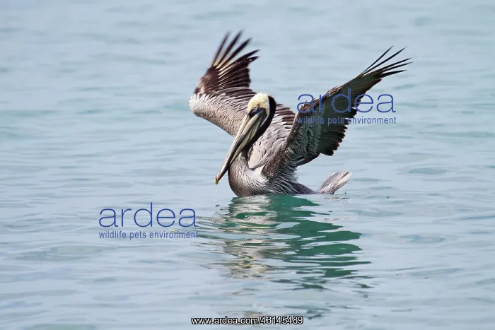 : Brown Pelican : Brown Pelican