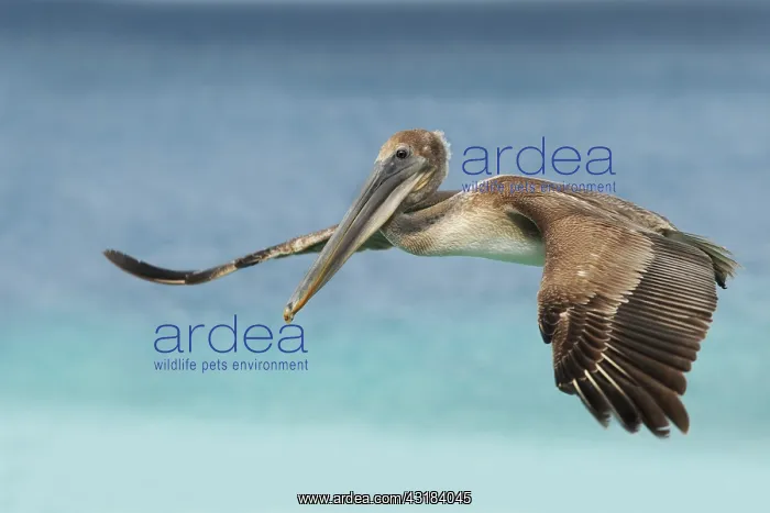: Brown Pelican : Brown Pelican