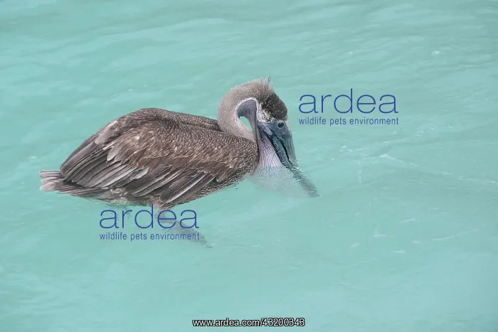 : Brown Pelican : Brown Pelican