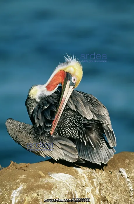 : BROWN PELICAN - ADULT : BROWN PELICAN - ADULT