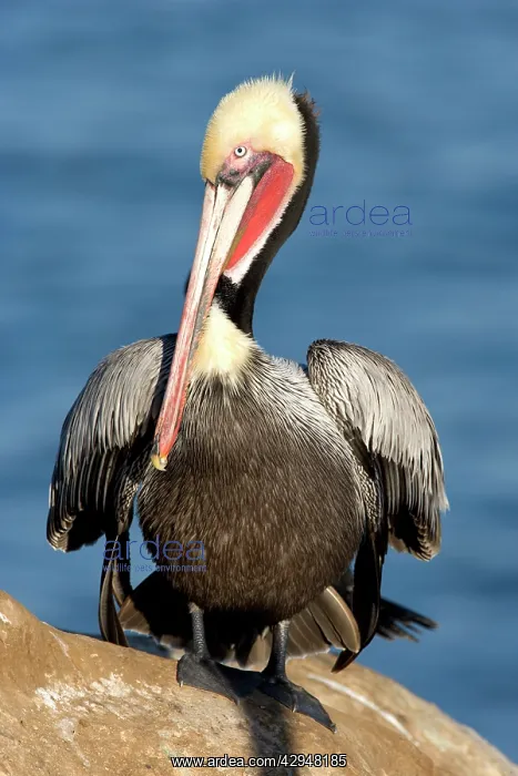 : Brown Pelican - Adult bird in breeding colors : Brown Pelican - Adult bird in breeding colors