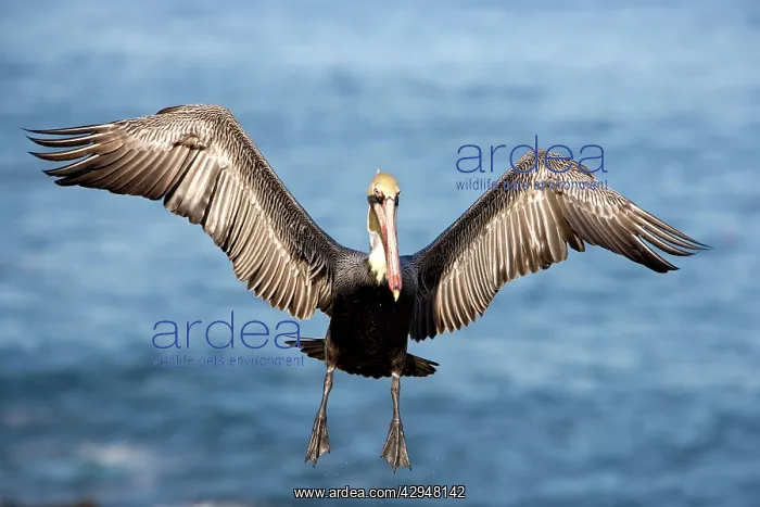 : Brown Pelican - Adult bird in breeding plumage - In flight : Brown Pelican - Adult bird in breeding plumage - In flight