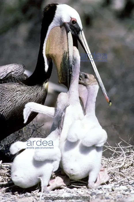 : Brown Pelican - adult feeding chicks : Brown Pelican - adult feeding chicks