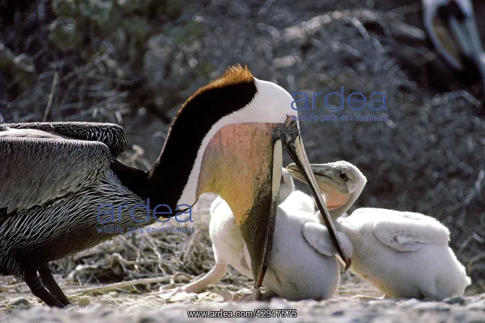 : Brown Pelican - adult feeding chicks : Brown Pelican - adult feeding chicks