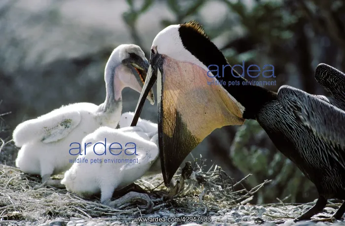 : Brown Pelican - adult feeding chicks : Brown Pelican - adult feeding chicks