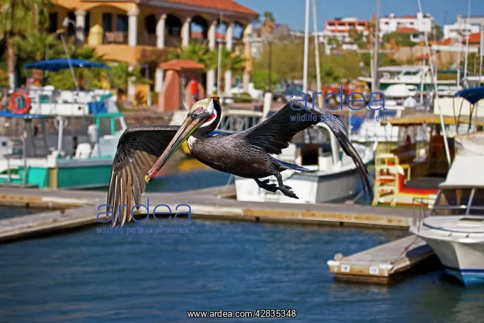 : Brown Pelican - adult - Flying over seaside harbor : Brown Pelican - adult - Flying over seaside harbor