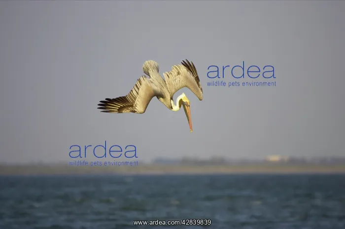 : Brown Pelican - adult plunge diving : Brown Pelican - adult plunge diving