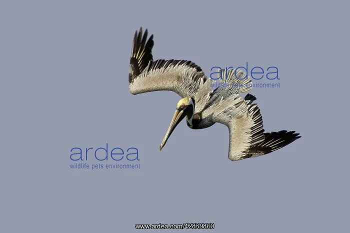 : Brown Pelican - adult plunge diving : Brown Pelican - adult plunge diving