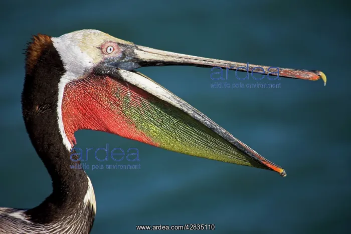 : Brown Pelican - adult - Portrait - Dives from the : Brown Pelican - adult - Portrait - Dives from the