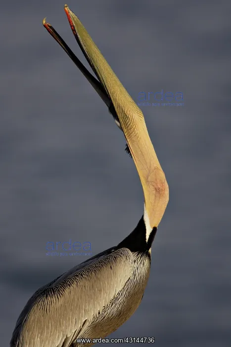 : Brown Pelican Adult Yawning : Brown Pelican Adult Yawning