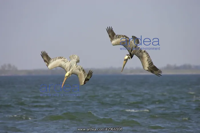 : Brown Pelican - adults in flight plunge diving : Brown Pelican - adults in flight plunge diving