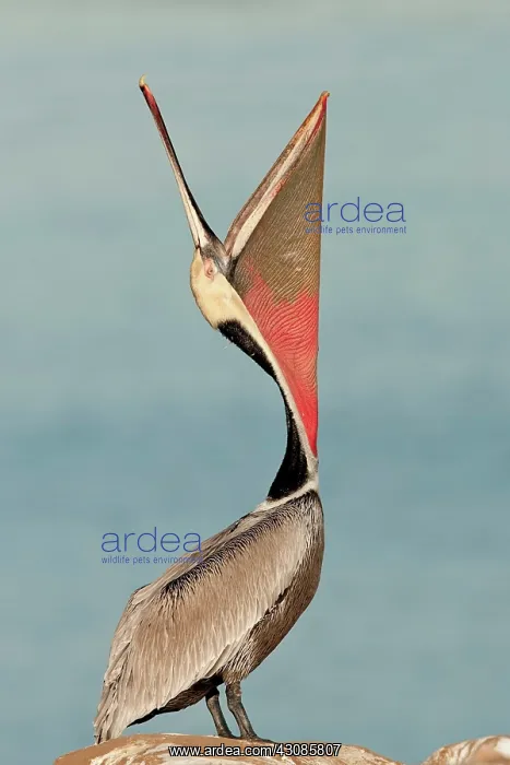 : Brown Pelican ^Beak Throw^ : Brown Pelican ^Beak Throw^