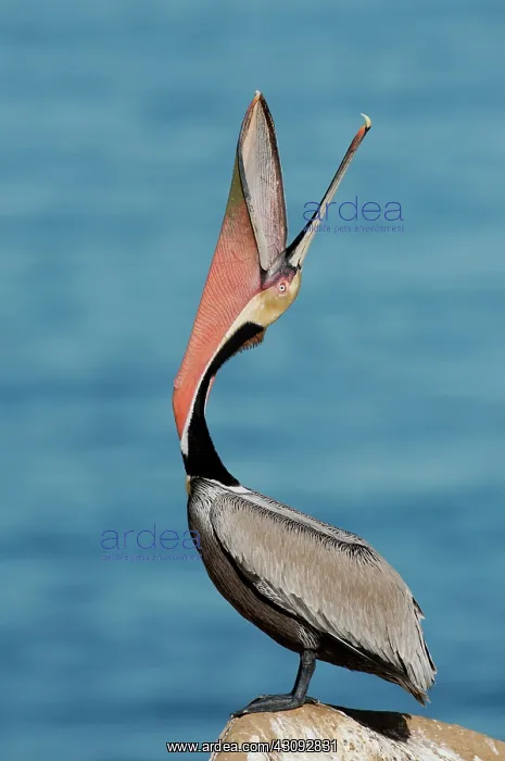 : Brown Pelican ^Bill Throw^ : Brown Pelican ^Bill Throw^