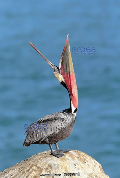 : Brown Pelican in breeding plumage with : Brown Pelican in breeding plumage with