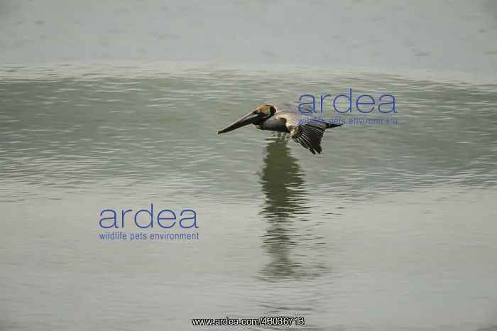 : Brown Pelican - Brown Pelican flying over the ocean : Brown Pelican - Brown Pelican flying over the ocean