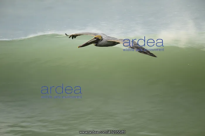 : Brown Pelican - Brown Pelican flying over the ocean : Brown Pelican - Brown Pelican flying over the ocean