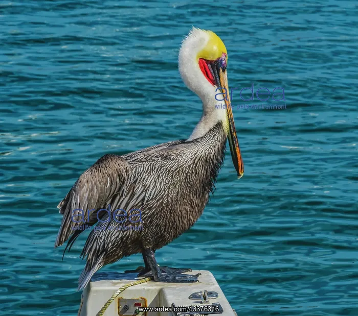 : Brown pelican, Cabo San Lucas, Baja Mexico : Brown pelican, Cabo San Lucas, Baja Mexico