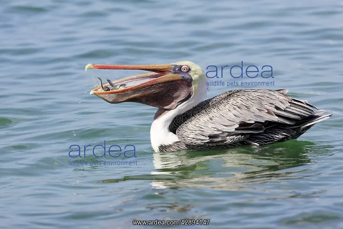  : Brown Pelican - catching fish
