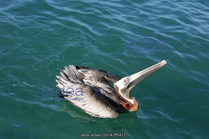 : Brown Pelican - caught on fishing line : Brown Pelican - caught on fishing line
