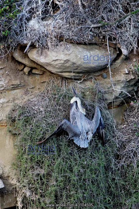 : Brown Pelican Caught in Line : Brown Pelican Caught in Line