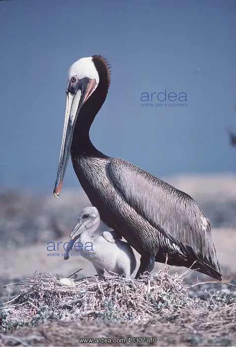 : BROWN PELICAN - & CHICK ON NEST : BROWN PELICAN - & CHICK ON NEST