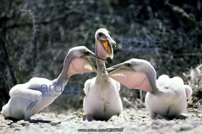 : Brown Pelican - chicks : Brown Pelican - chicks
