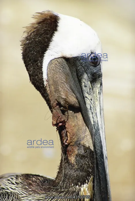 : Brown Pelican Choking on Fishing Line : Brown Pelican Choking on Fishing Line