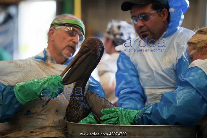 : Brown Pelican being cleaned : Brown Pelican being cleaned