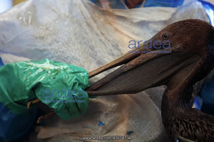 : Brown Pelican being cleaned : Brown Pelican being cleaned