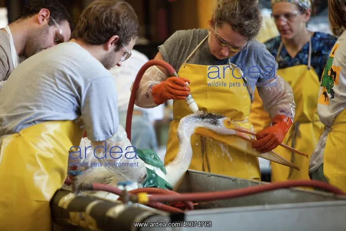 : Brown Pelican being cleaned : Brown Pelican being cleaned