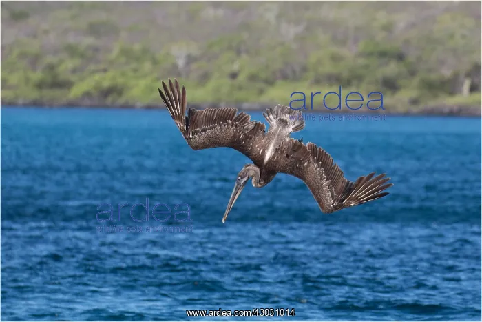 : Brown Pelican - Diving for fish - off the shore : Brown Pelican - Diving for fish - off the shore