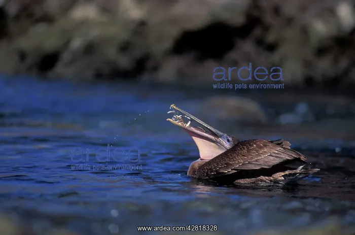 : Brown Pelican - feeding on fish on Sea of Cortez : Brown Pelican - feeding on fish on Sea of Cortez