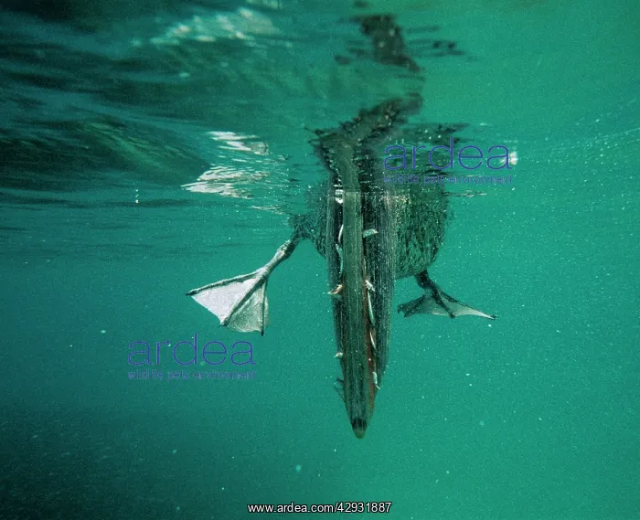 : Brown Pelican - Feeding underwater : Brown Pelican - Feeding underwater