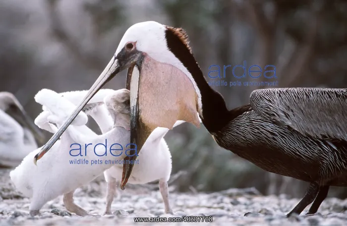 : BROWN PELICAN - feeding young : BROWN PELICAN - feeding young