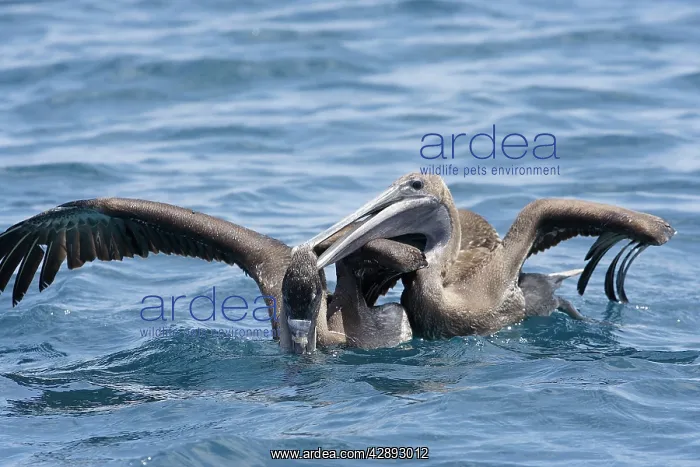 : Brown Pelican - two fighting : Brown Pelican - two fighting