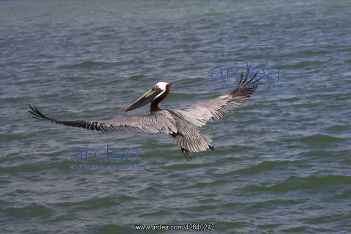 : Brown Pelican - fishing : Brown Pelican - fishing