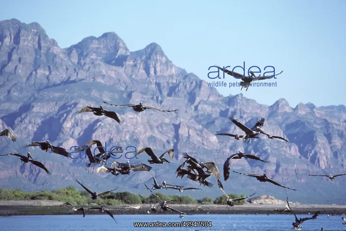 : Brown Pelican - fishing in the Sea of Cortez (Gulf of Mexico : Brown Pelican - fishing in the Sea of Cortez (Gulf of Mexico