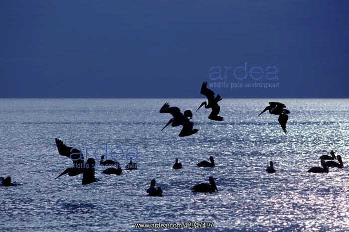 : Brown Pelican - fishing at sunrise in the Sea of : Brown Pelican - fishing at sunrise in the Sea of