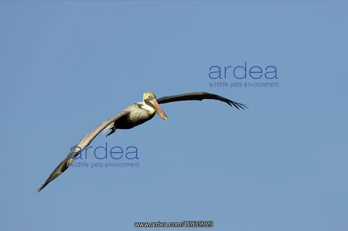 : Brown Pelican - in flight : Brown Pelican - in flight