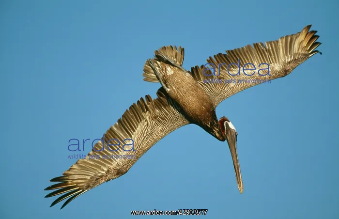 : BROWN PELICAN - IN FLIGHT : BROWN PELICAN - IN FLIGHT