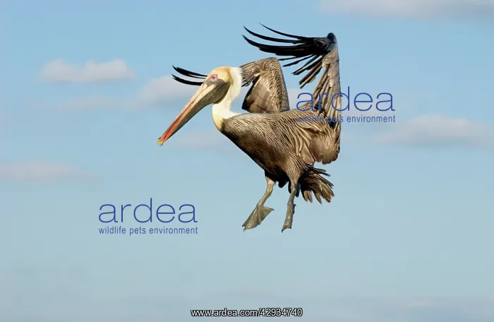 : Brown Pelican - In flight : Brown Pelican - In flight