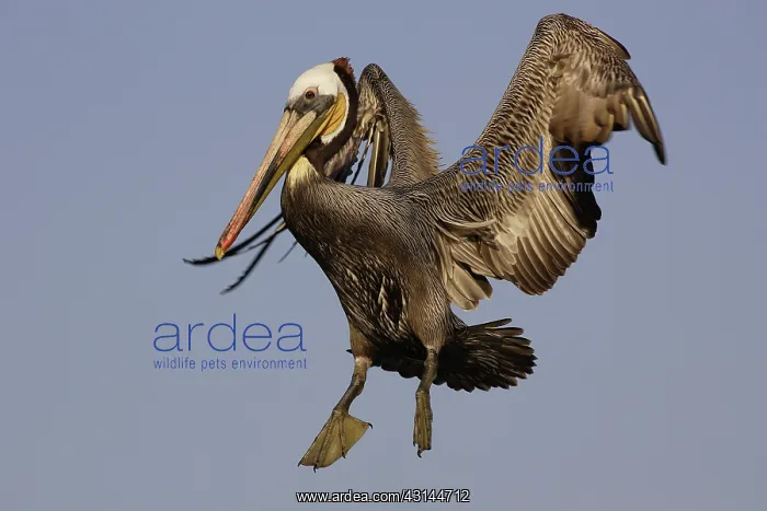 : Brown Pelican in Flight : Brown Pelican in Flight
