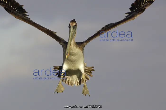 : Brown Pelican in Flight : Brown Pelican in Flight