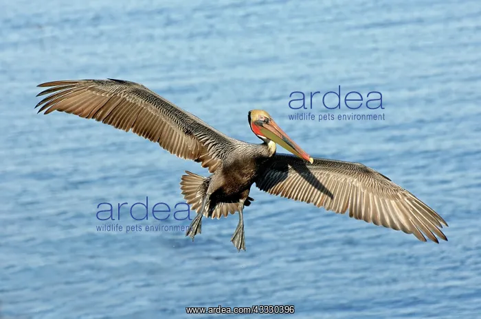 : Brown Pelican in flight