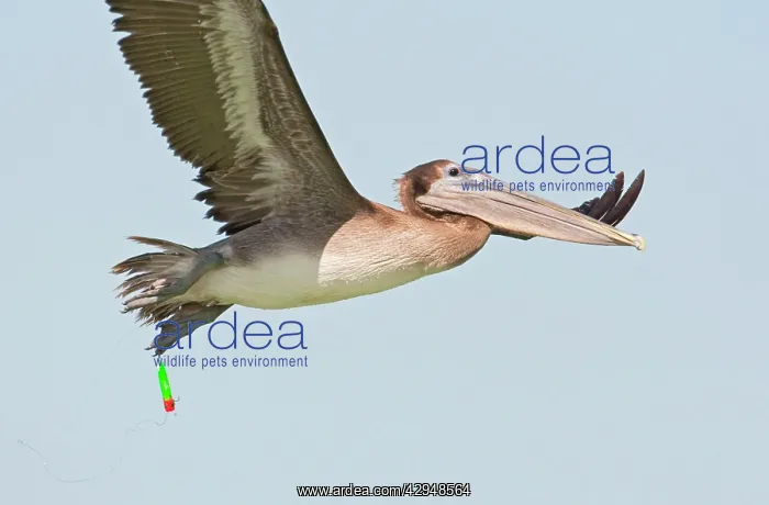 : Brown Pelican - in flight with fishing hook and : Brown Pelican - in flight with fishing hook and